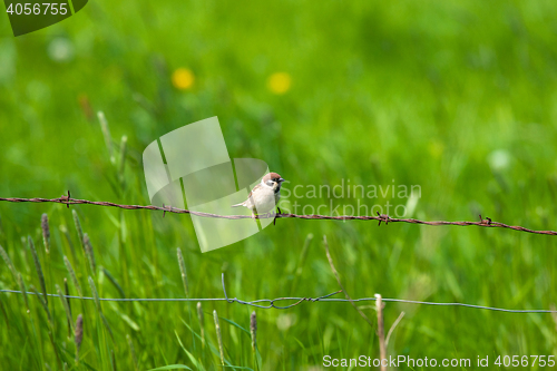 Image of Barb wire with a house sparrow