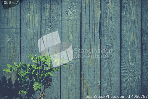 Image of Green plant at a blue fence