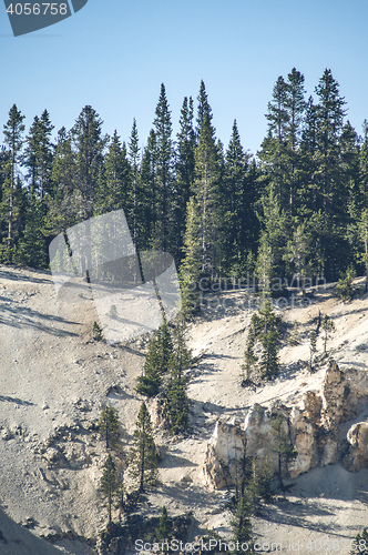 Image of Pine trees on a hillside