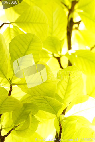 Image of Green leaves