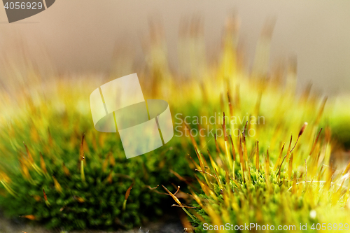 Image of Green moss