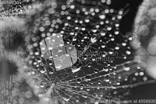 Image of Plant seeds with water drops