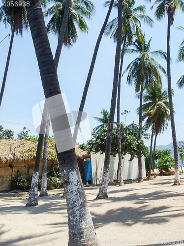 Image of Palm trees in Acapulco
