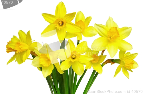 Image of Daffodils