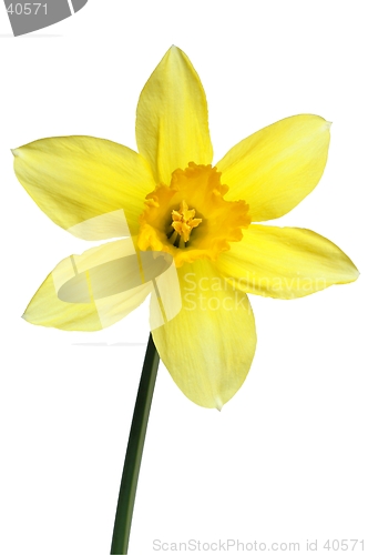 Image of Daffodil