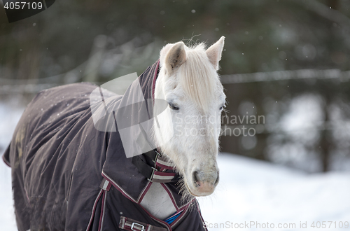 Image of Horse portrait