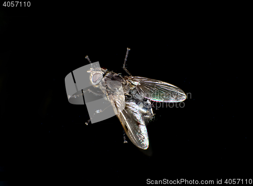 Image of 