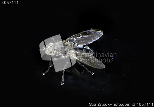 Image of 