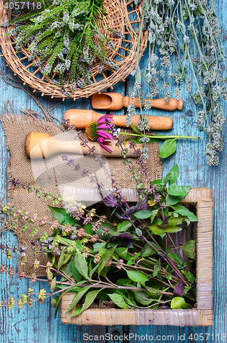 Image of Basil and peppermint