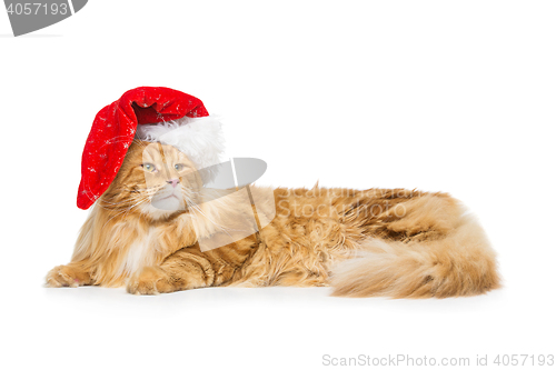 Image of Big ginger cat in christmas hat