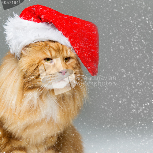 Image of Big ginger cat in christmas hat