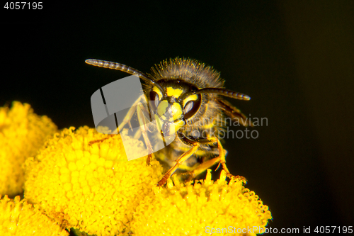 Image of Wasp portrait