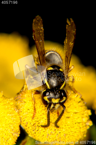 Image of Black and yellow coloration of a wasp