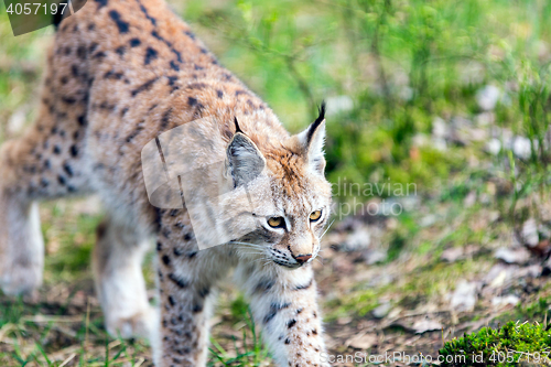 Image of European Lynx