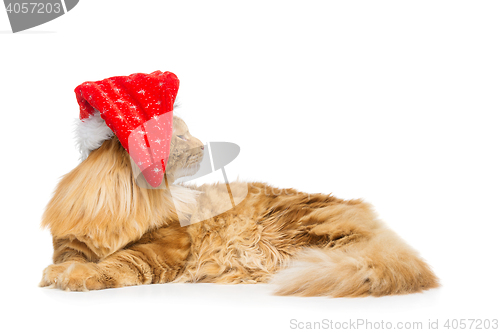 Image of Big ginger cat in christmas hat