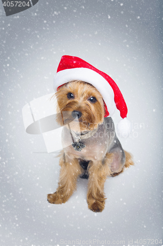 Image of Yorkshire terrier dog in christmas cap