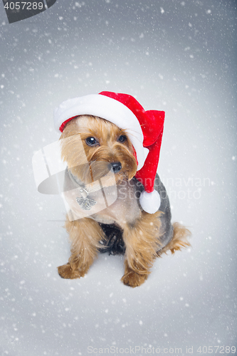 Image of Yorkshire terrier dog in christmas cap