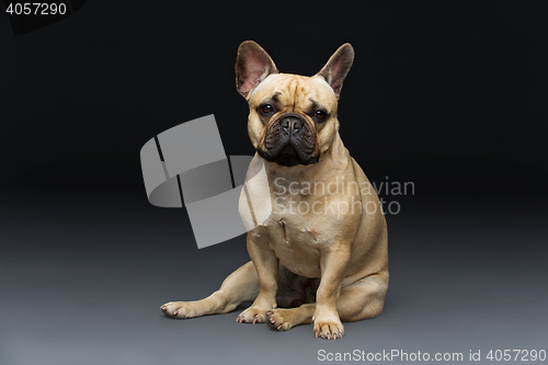 Image of Beautiful french bulldog dog