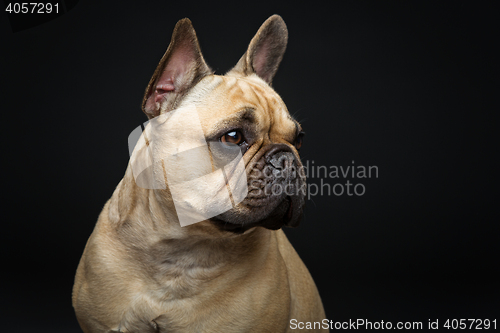 Image of Beautiful french bulldog dog