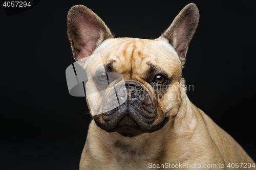 Image of Beautiful french bulldog dog