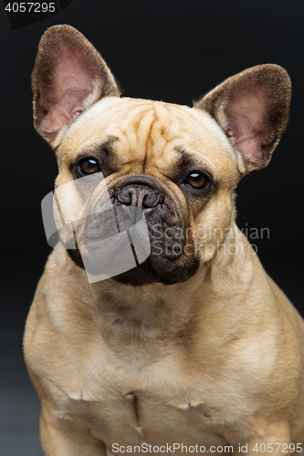 Image of Beautiful french bulldog dog