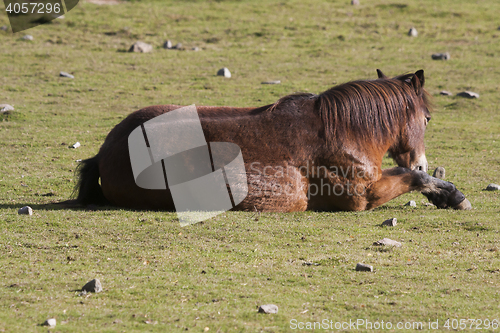 Image of resting