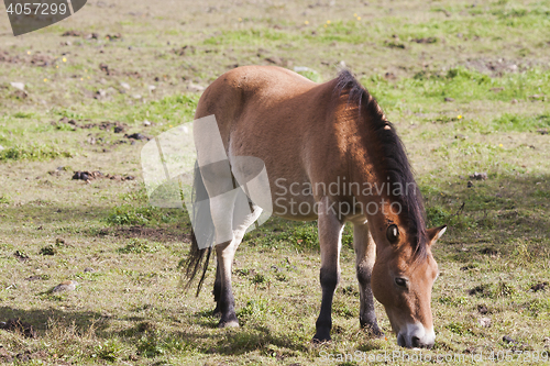 Image of gotland pony