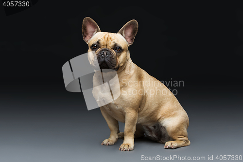 Image of Beautiful french bulldog dog