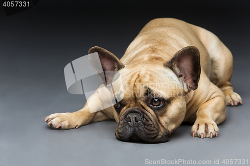 Image of Beautiful french bulldog dog