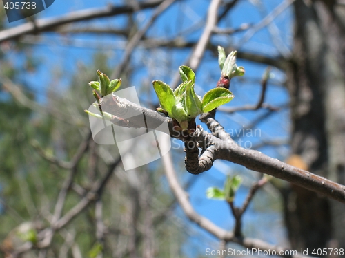 Image of Apple Tree Bud