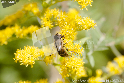 Image of hover fly on yellow flower