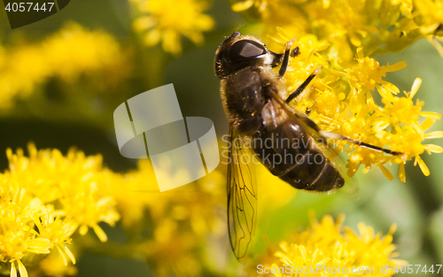 Image of hover fly