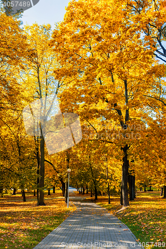 Image of Autumn  in park