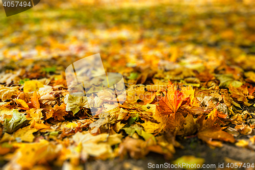 Image of Autumn leaves in park