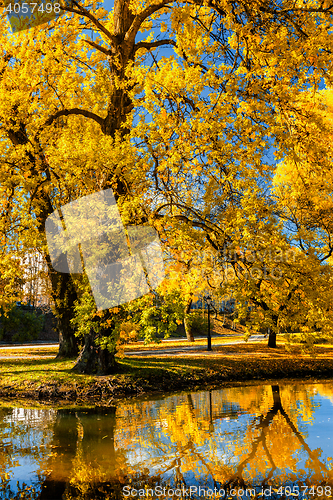 Image of Autumn  in park