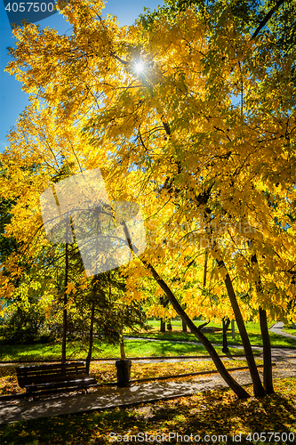 Image of Autumn  in park