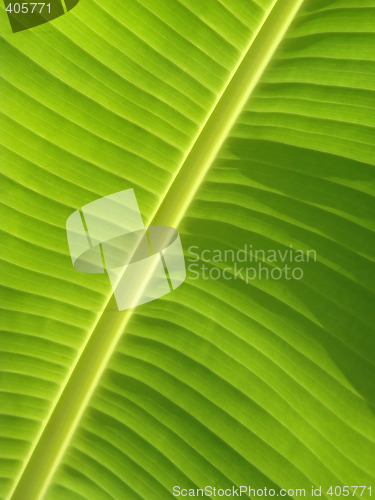 Image of Palm-tree leaf background.