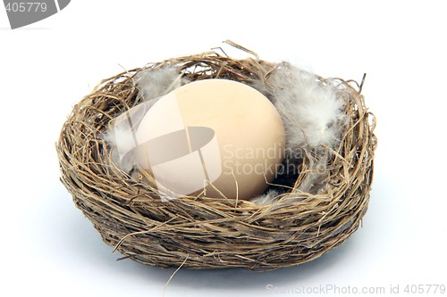 Image of brown egg in nest with feathers