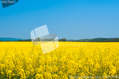 Image of Landscape with a rapeseed field