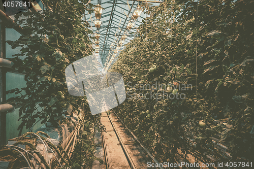 Image of Greenery with tomato plants