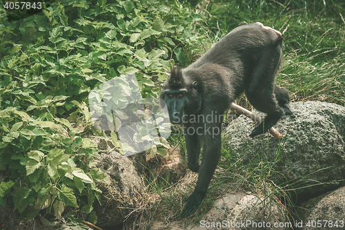 Image of Macaca Nigra monkey climbing on rocks