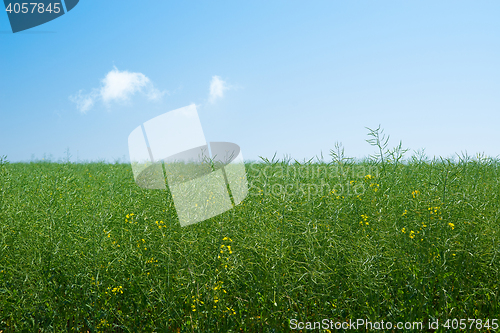 Image of Green canola plants on a meadow