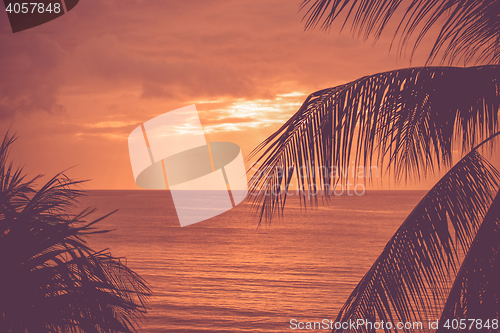 Image of Tropical sunset with exotic palm trees