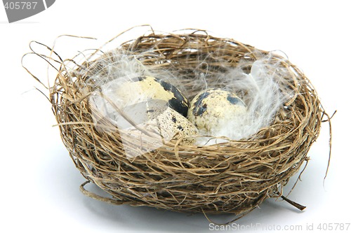 Image of three small eggs in nest