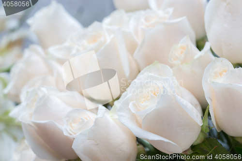 Image of white roses. Soft focus and blurred background