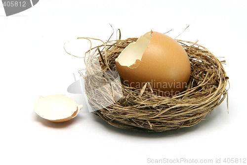 Image of broken egg in nest