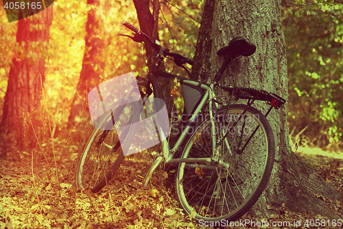 Image of Bicycle in autumn forest 