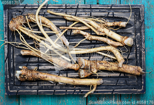 Image of roots of plant horseradish
