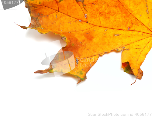 Image of Part of autumn dried maple-leaf