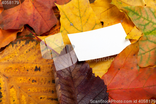 Image of Autumn multicolor leafs with empty price card